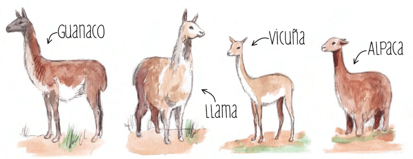 Smart Instruction-Following LLMs